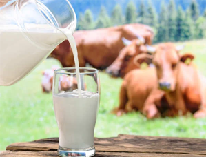 Dairy Product